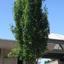 Acer rubrum 'Columnare' (Red Maple) Tree