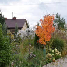 Acer rubrum 'Columnare' (Red Maple) Autumn Tree