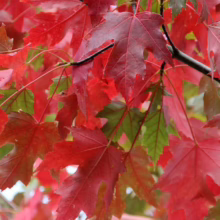 Acer rubrum 'Jeffersred' (Red Maple) Autumn Foliage