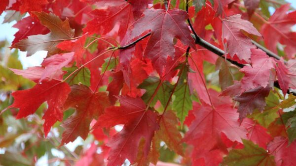 <i>Acer rubrum</i> 'Jeffersred' - Image 10