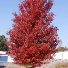 Acer rubrum 'Jeffersred' (Red Maple) Autumn Tree
