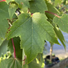 Acer rubrum 'Jeffersred' (Red Maple) Foliage