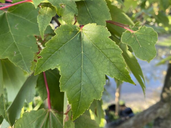 <i>Acer rubrum</i> 'Jeffersred' - Image 13