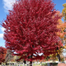 Acer rubrum 'Jeffersred' (Red Maple) Autumn Tree