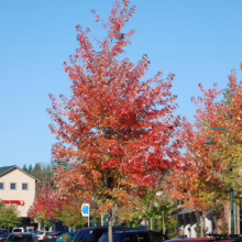 Acer rubrum 'Jeffersred' (Red Maple) Autumn Tree