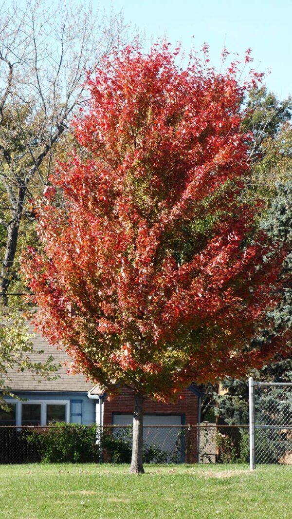 <i>Acer rubrum</i> 'Jeffersred' - Image 4