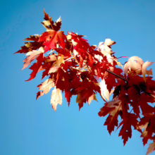 Acer rubrum 'Jeffersred' (Red Maple) Autumn Foliage