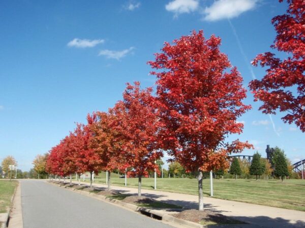 <i>Acer rubrum</i> 'Jeffersred'