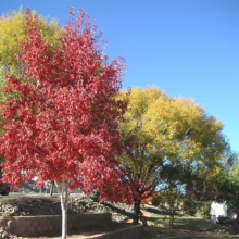 Acer rubrum 'Jeffersred' (Red Maple) Autumn Tree