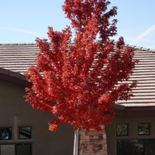Acer rubrum 'Jeffersred' (Red Maple) Autumn Tree