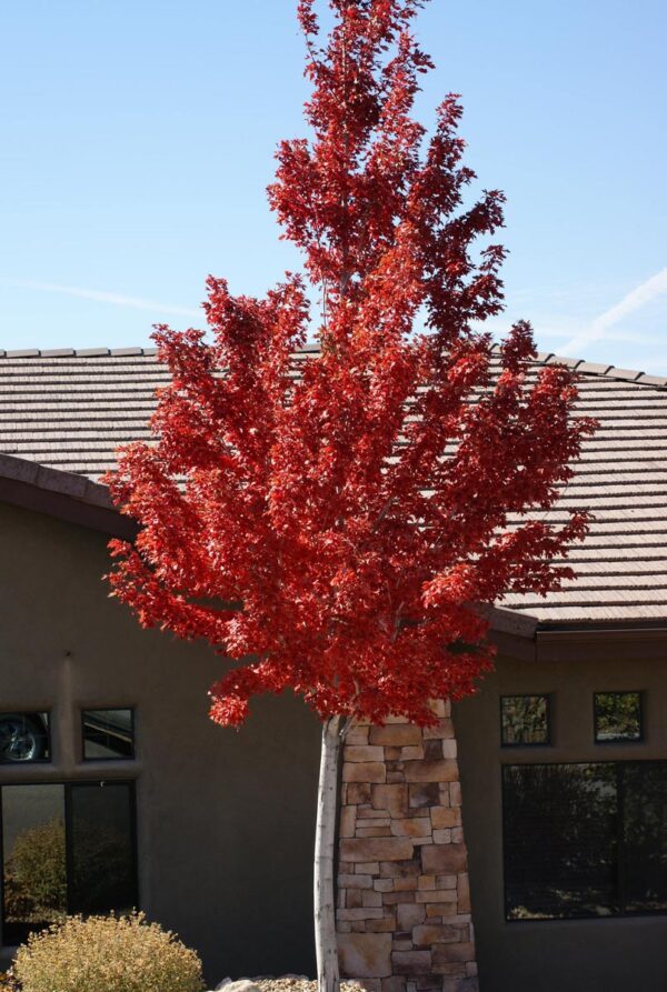 <i>Acer rubrum</i> 'Jeffersred' - Image 9