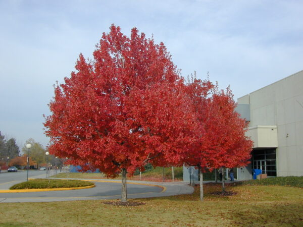 <i>Acer rubrum</i>