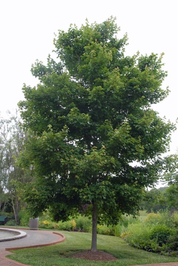 <i>Acer rubrum</i> 'Red Sunset' - Image 10