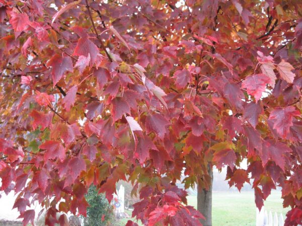 <i>Acer rubrum</i> 'Red Sunset' - Image 3