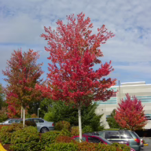 Acer rubrum 'Red Sunset' (Red Maple) car park tree.