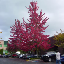 Acer rubrum 'Red Sunset' (Red Maple) large tree.
