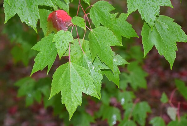 <i>Acer rubrum</i> 'Red Sunset' - Image 8