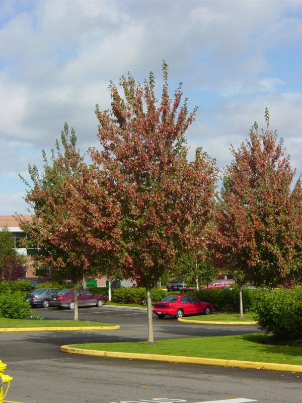 <i>Acer rubrum</i> 'Red Sunset' - Image 9