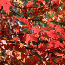 Acer rubrum 'Scanlon' (Red Maple) Autumn Foliage