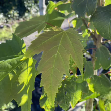 Acer rubrum 'Scanlon' (Red Maple) Foliage