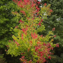 Acer rubrum 'Scanlon' (Red Maple) Tree