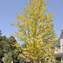 Acer saccharinum (Silver Maple) Autumn Tree