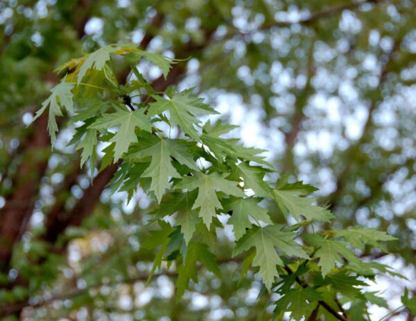 <i>Acer saccharinum</i> - Image 3