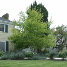 Acer saccharinum (Silver Maple) Tree