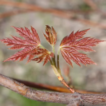 Acer saccharinum (Silver Maple) Foliage