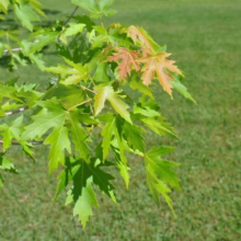 Acer saccharinum (Silver Maple) Foliage