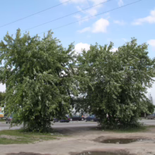 Acer saccharinum (Silver Maple) Tree