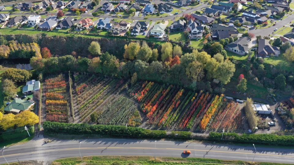 Aerial view of Leafland trees in autumn colors, nestled between a residential area and a road. Rows of vibrant trees display shades of red, orange, and yellow.