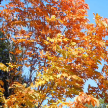 Aesculus turbinata (Japanese Horse Chestnut) Autumn Foliage