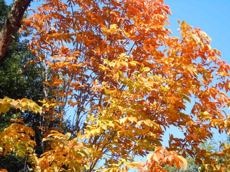 Aesculus turbinata (Japanese Horse Chestnut) Autumn Foliage