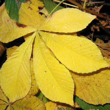 Aesculus turbinata (Japanese Horse Chestnut) Foliage