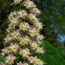 Aesculus turbinata (Japanese Horse Chestnut) Flower
