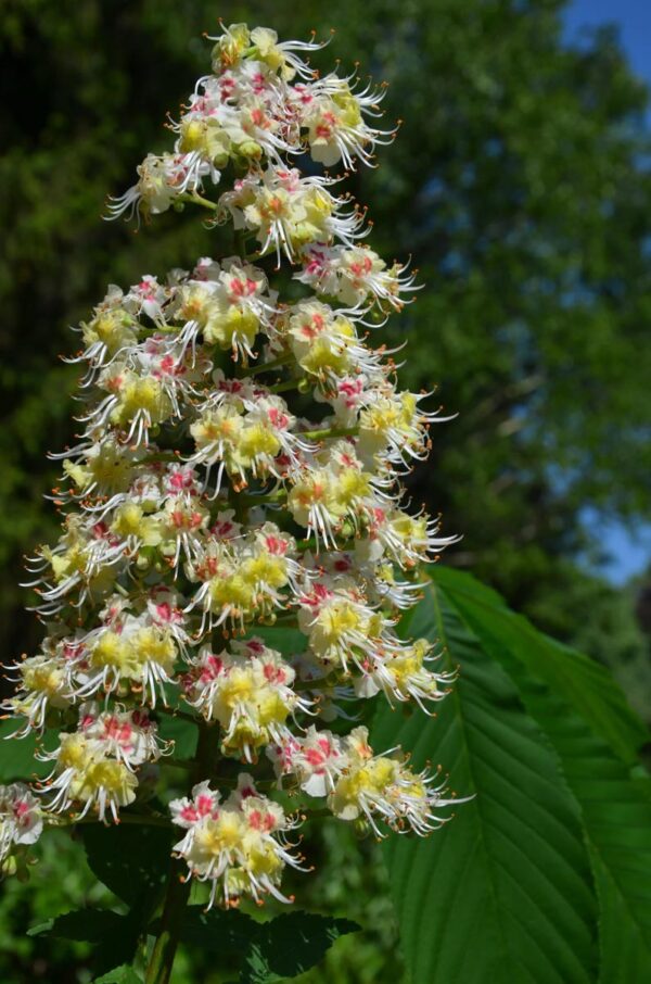 <i>Aesculus turbinata</i> - Image 4