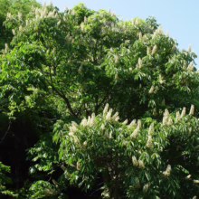 Aesculus turbinata (Japanese Horse Chestnut) Flower