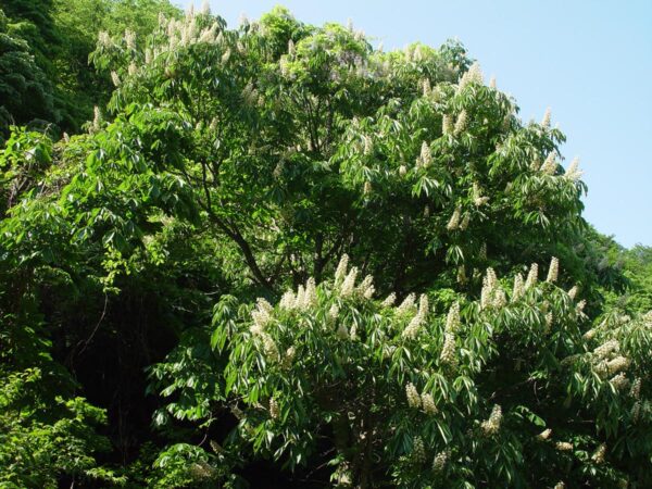 <i>Aesculus turbinata</i> - Image 5