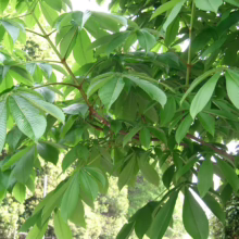 Aesculus turbinata (Japanese Horse Chestnut) Foliage