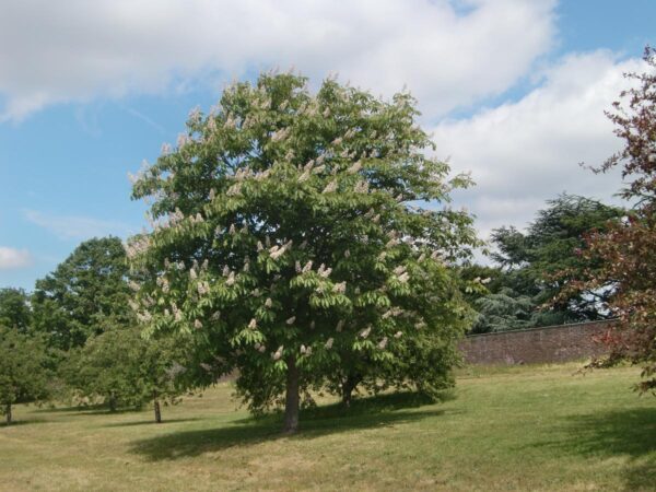 <i>Aesculus turbinata</i>