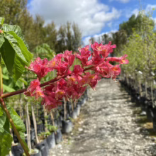 Aesculus x carnea (Red Horse Chestnut) Flower