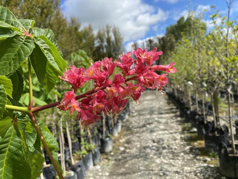 Aesculus x carnea (Red Horse Chestnut) Flower