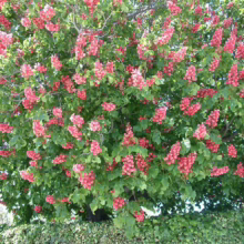 Aesculus x carnea (Red Horse Chestnut) flowers.