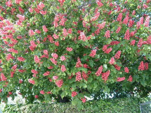 <i>Aesculus</i> x <i>carnea</i> - Image 3