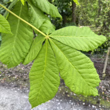 Aesculus x carnea (Red Horse Chestnut) Foliage