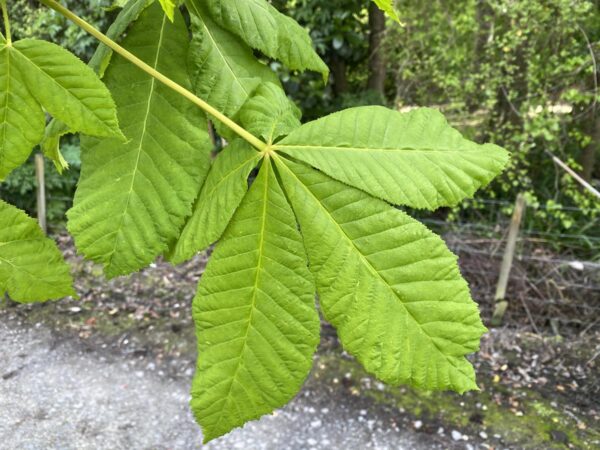 <i>Aesculus</i> x <i>carnea</i> - Image 4