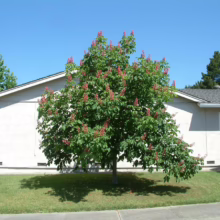 Aesculus x carnea (Red Horse Chestnut) single tree.