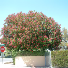 Aesculus x carnea (Red Horse Chestnut) on the corner of a street.