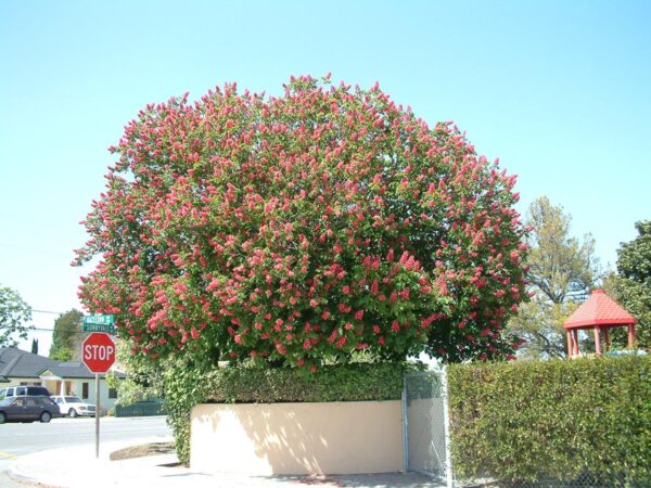 <i>Aesculus</i> x <i>carnea</i> - Image 6